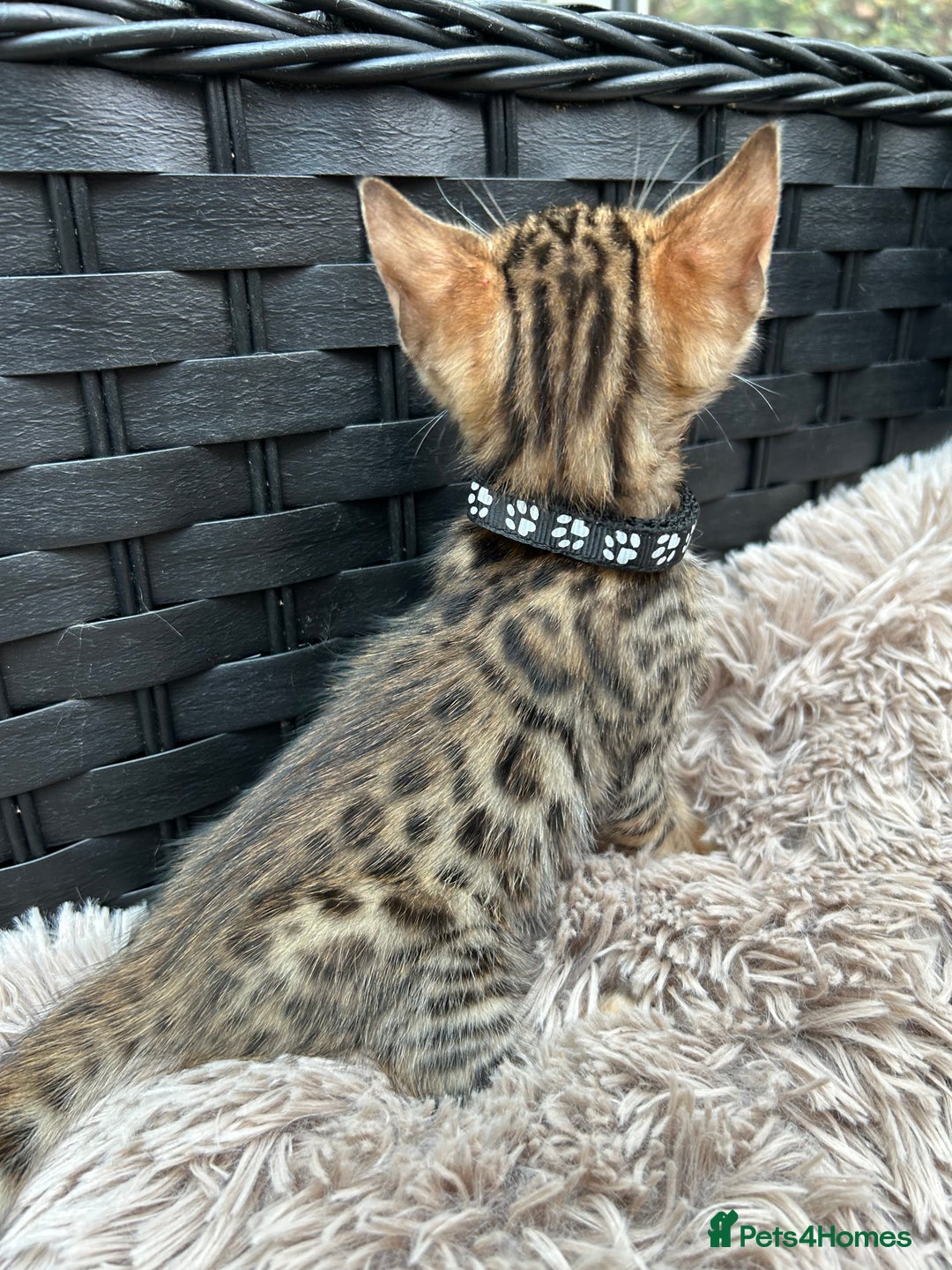 Bengal cats for sale: ❤️ PURE BENGAL KITTENS FOR RESERVATION! ❤️ in Birmingham - Image 21