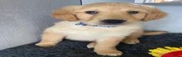 Golden Retriever dogs for sale: Golden retriever  in Romford - Advert 15