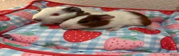 Guinea Pig rodents for sale: 2 male baby guinea pigs 6 weeks  - Advert 1