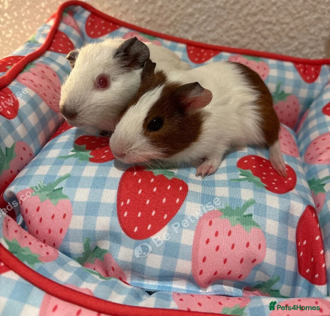 Guinea Pig rodents for sale: 2 male baby guinea pigs 6 weeks  - Advert 1