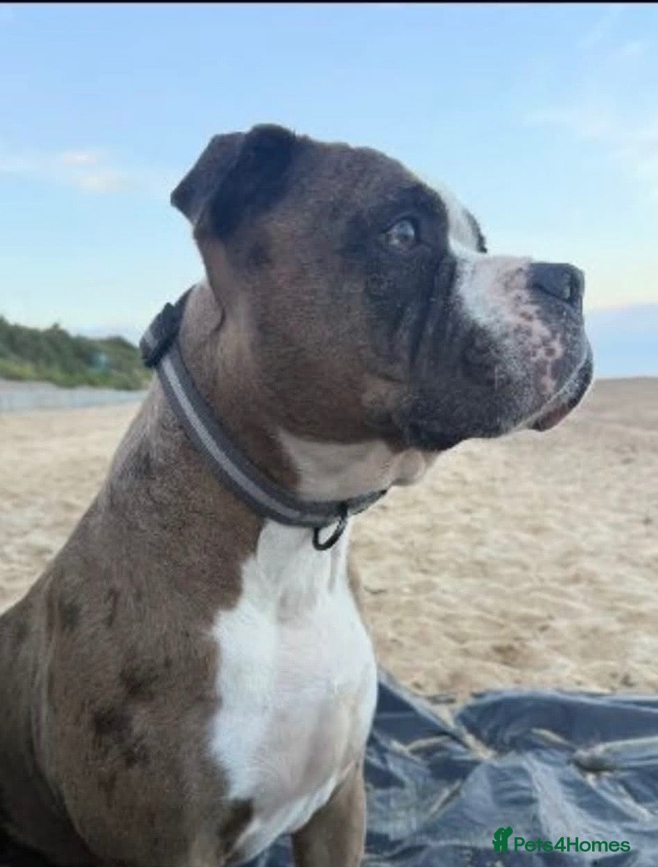Boxer dogs Beautiful Boxer Puppy  Ready for His Forever Home - Advert 16