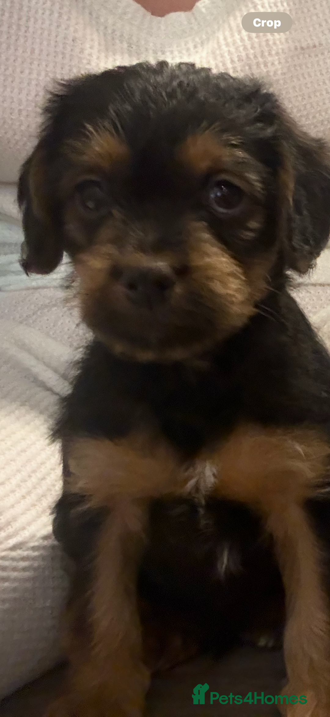 Mixed Breed dogs for sale: Beautiful shihpoo puppies - Advert 2