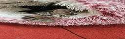 Mixed Breed cats for sale: Tabby and 2 black kittens - Advert 17