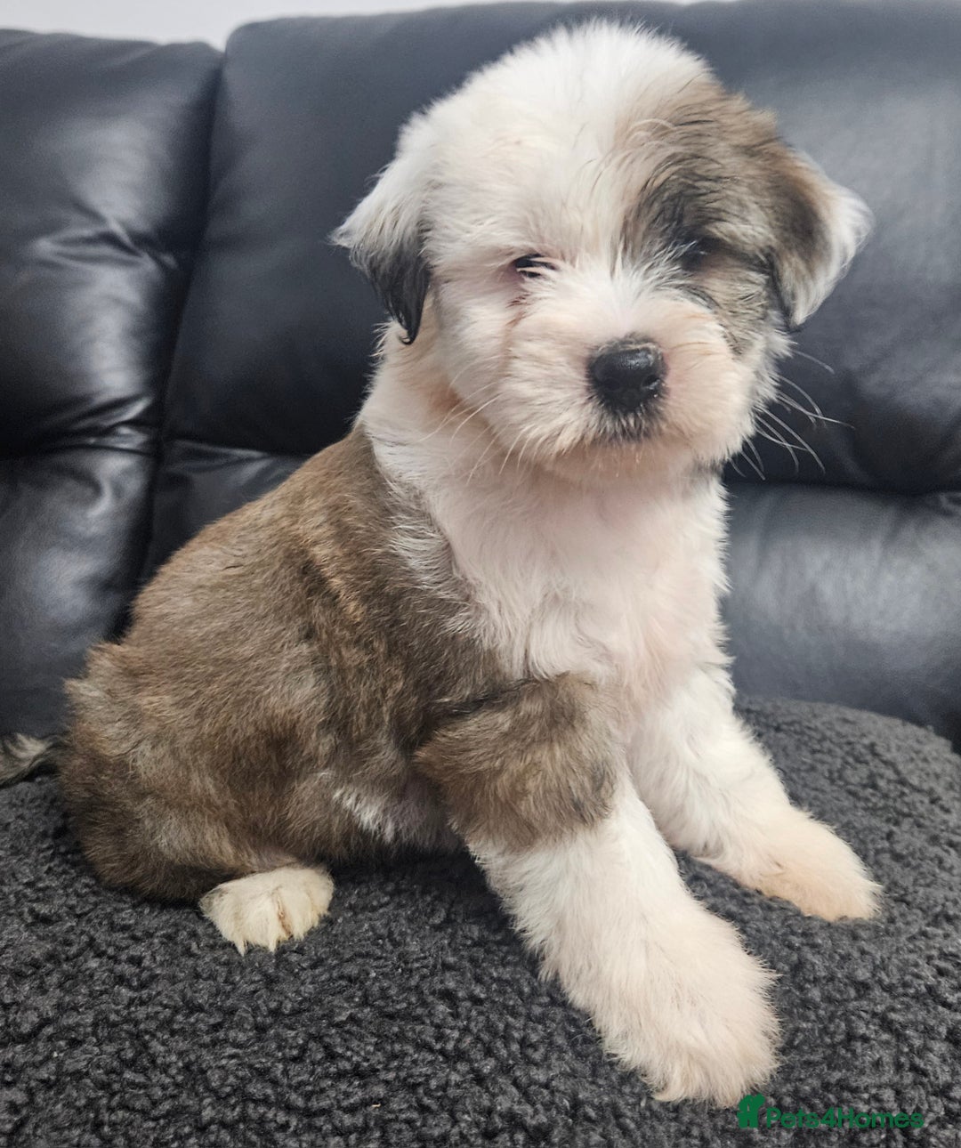 Tibetan Terrier dogs for sale: STUNNING TIBETAN TERRIER GIRL - Advert 2