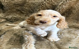 Cocker Spaniel dogs for sale: Beautiful Cocker Spaniel Litter - Image 4