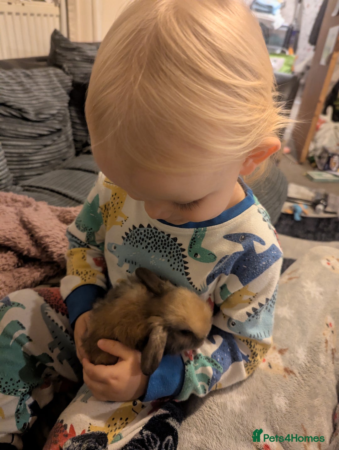 Mini Lop rabbits for sale: Baby pure bred mini lop rabbits sooty-fawn colour  - Advert 2