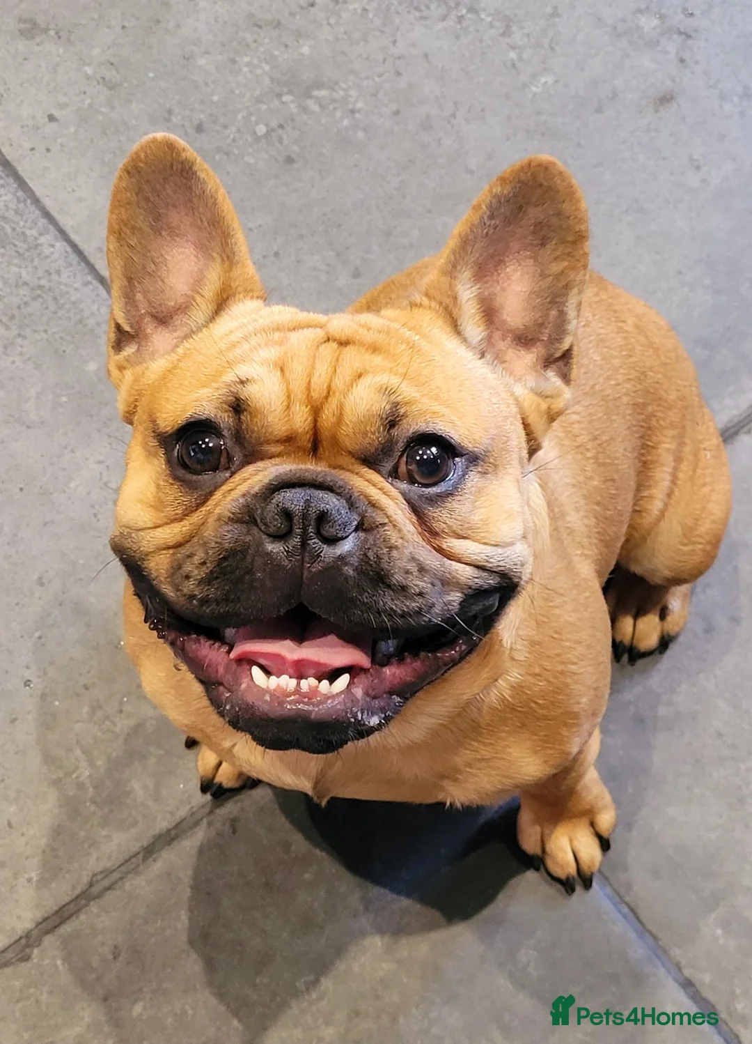 French Bulldog dogs for stud: MOOSE 🫎 KC registered + Silver FBCE  - Advert 1