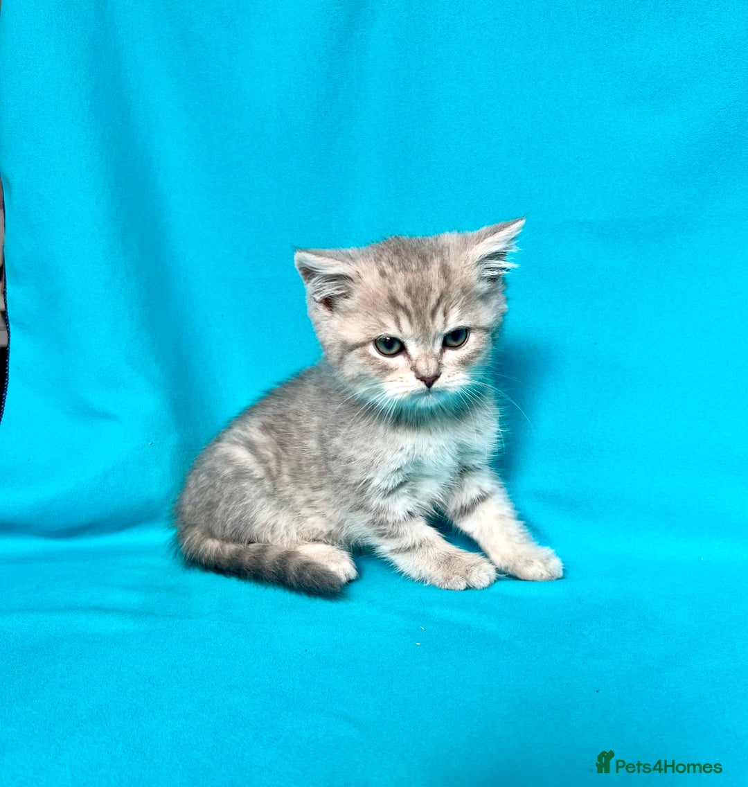 British Shorthair cats for sale: 🐾Purebred BSH kittens🐾 - Image 29