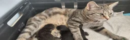 Domestic Shorthair cats for sale: 2 black calico girls and 1 black boy  - Advert 2