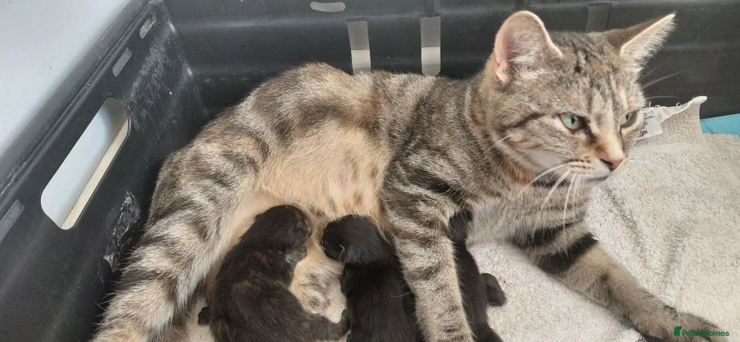 Domestic Shorthair cats for sale: 2 black calico girls and 1 black boy  - Advert 2