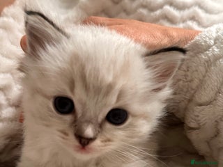 Ragdoll cats - Advert 20