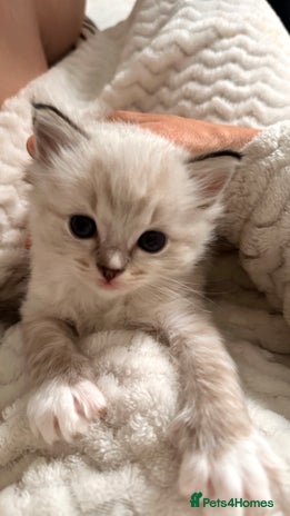 Ragdoll cats - Advert 4