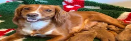 Cocker Spaniel dogs for sale: KC registered Cocker Spaniel puppies - Advert 1