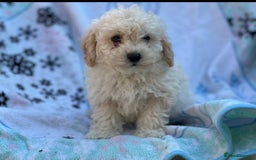 Poochon dogs for sale: Beautiful Poochons  - Image 28