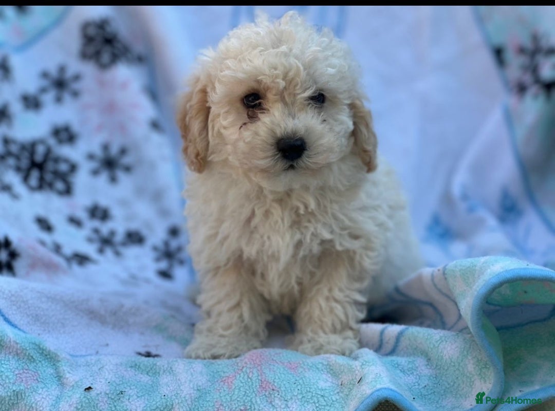 Poochon dogs for sale: Beautiful Poochons  - Image 28