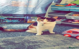 British Longhair cats for sale: Bonnie and biscuit  - Image 5