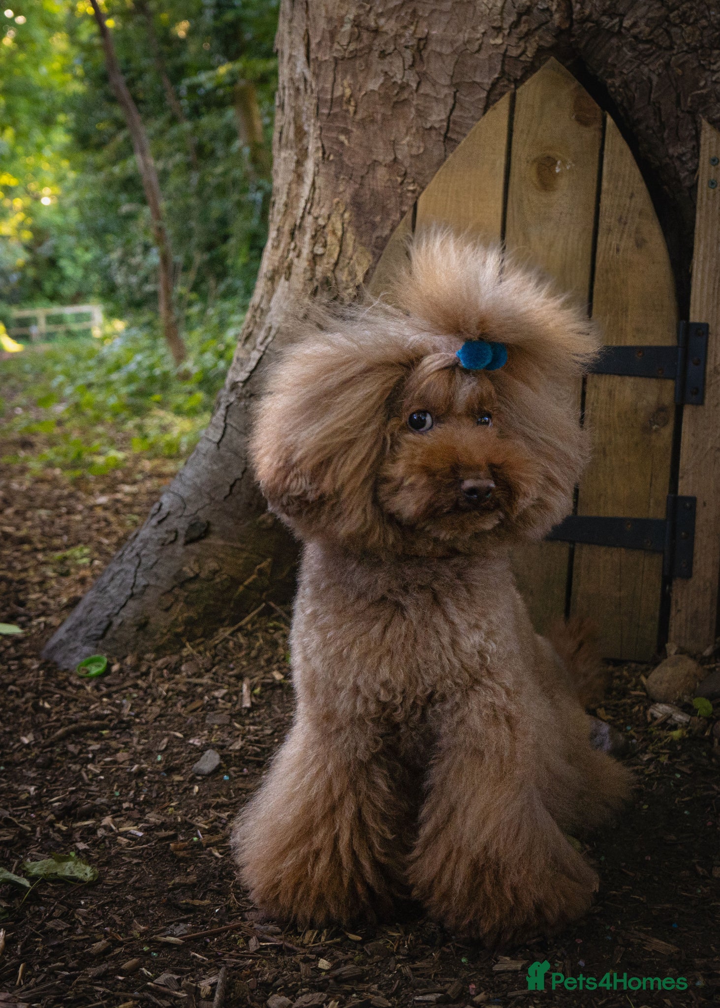 Toy Poodle dogs Stud Dog Available – Rufus "Magic Bashful Prince"  - Advert 1