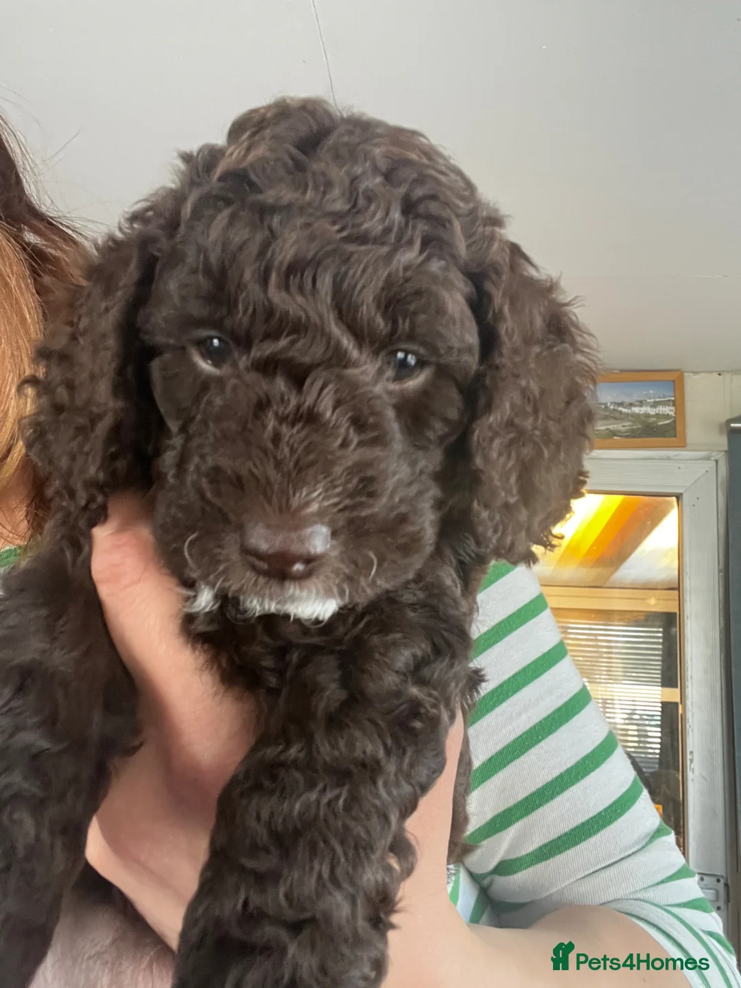 Cockapoo dogs for sale: 1 lovely chocolate cockapoo girl  - Advert 2