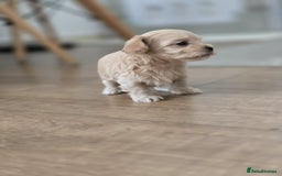 Maltipoo dogs for sale: F1 tiny maltipoo teddies  - Image 10