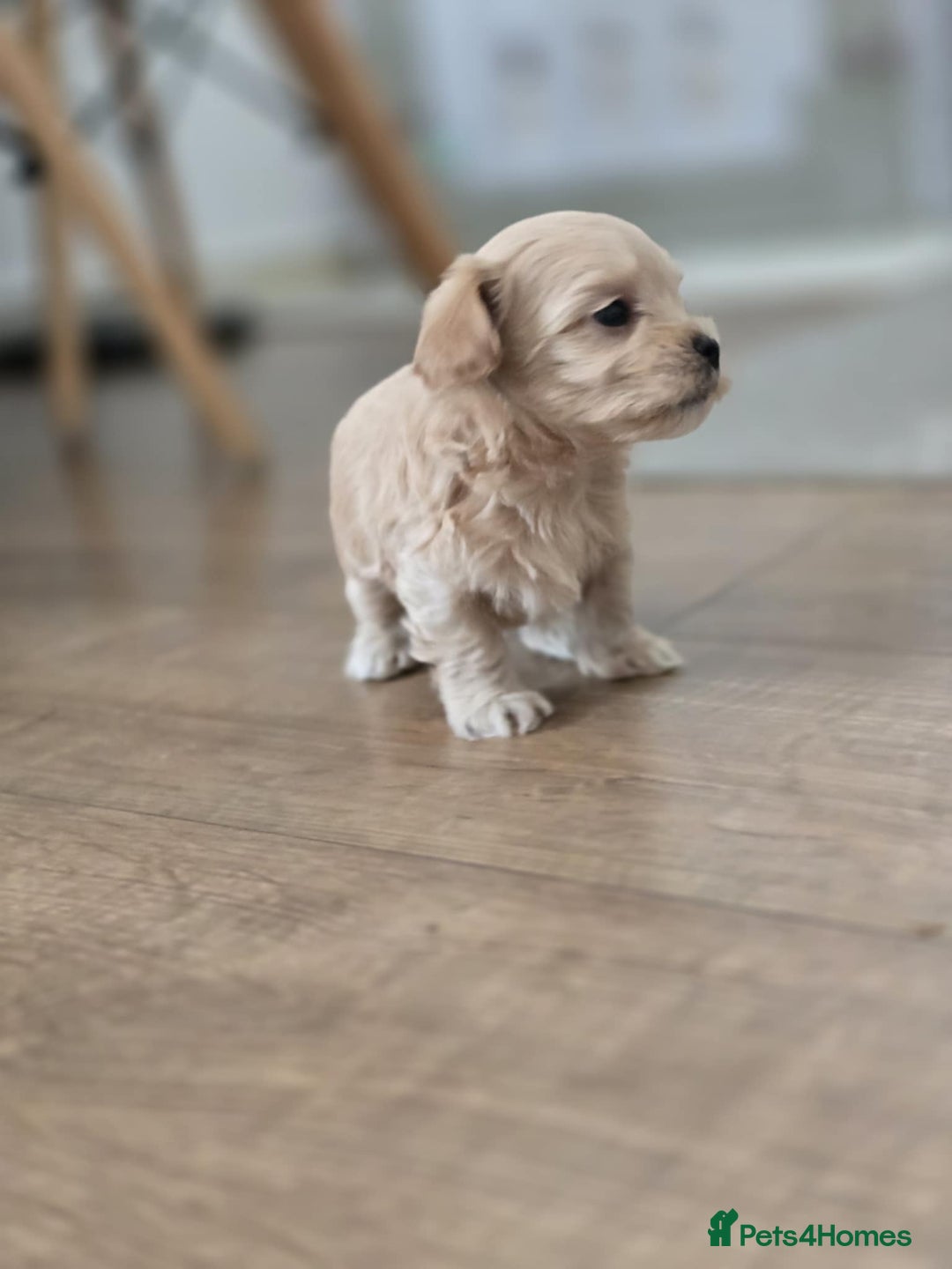 Maltipoo dogs for sale: F1 tiny maltipoo teddies  - Image 10