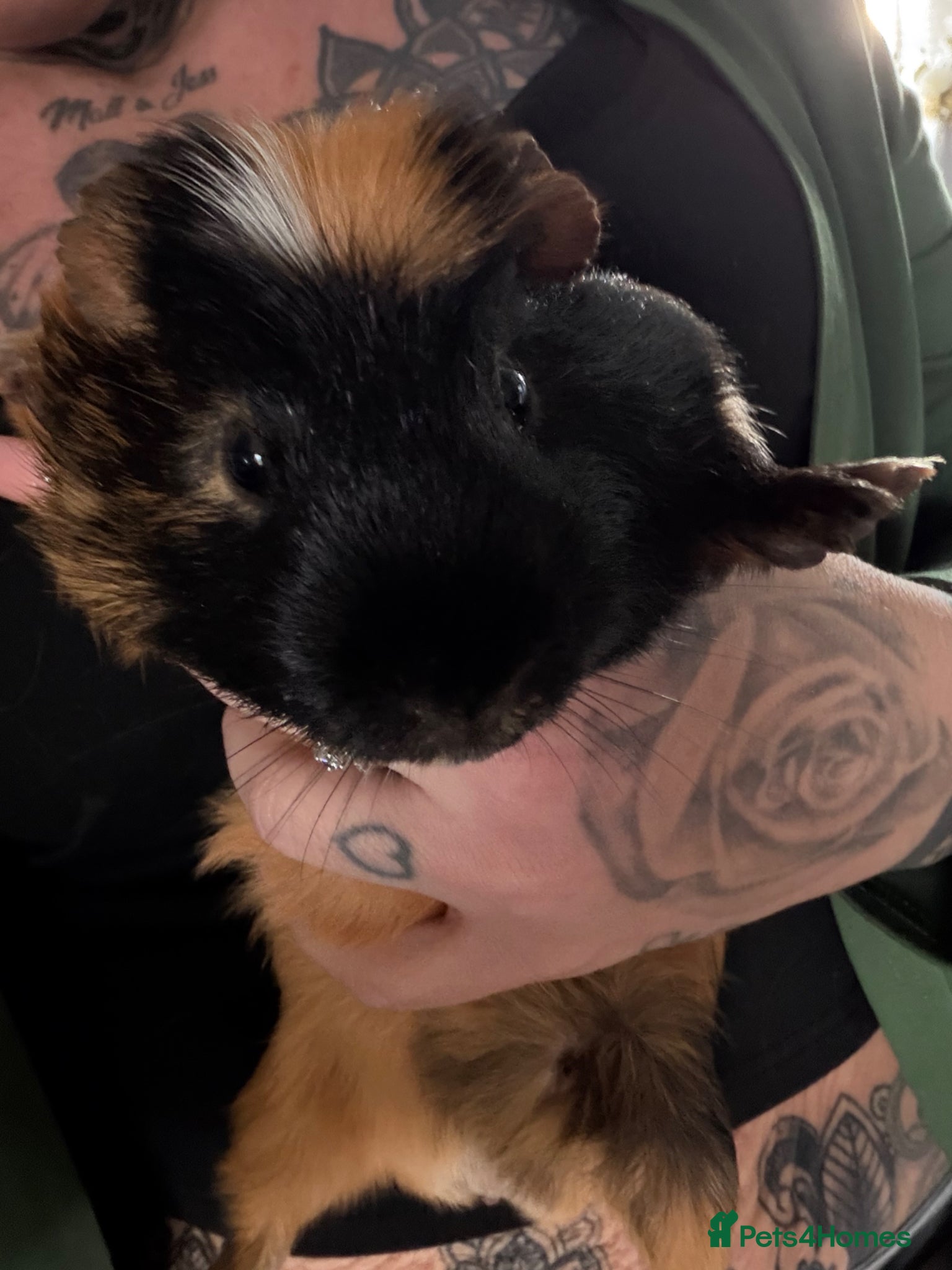 Guinea Pig rodents Guinea pigs - Advert 20