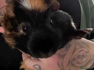 Guinea Pig rodents Guinea pigs - Advert 20