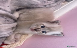 Mixed Breed cats for sale: kittens  - Image 2