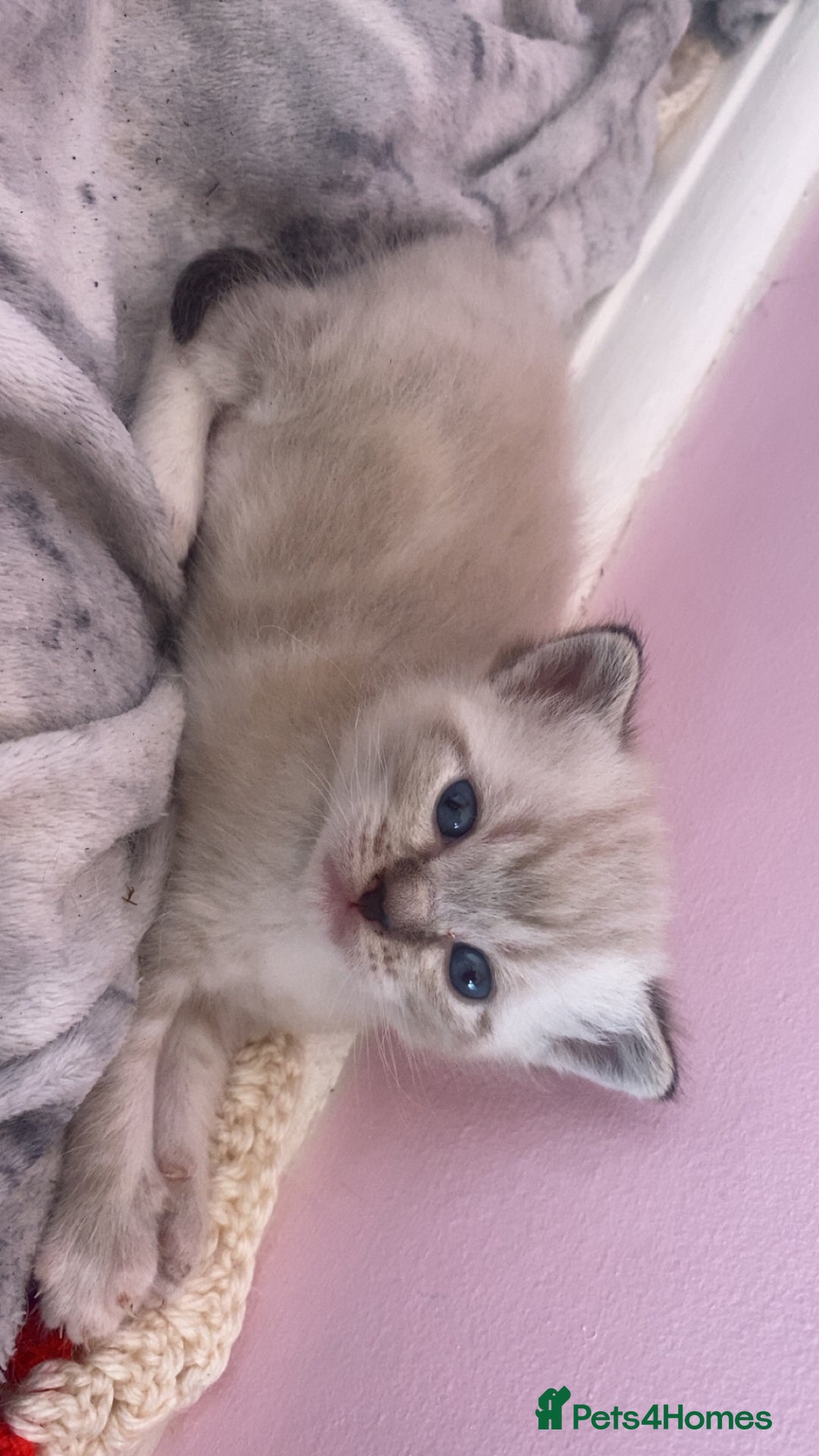 Mixed Breed cats for sale: kittens  - Image 2
