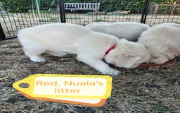 Golden Retriever dogs for sale: 1 beautiful female puppy - Image 5