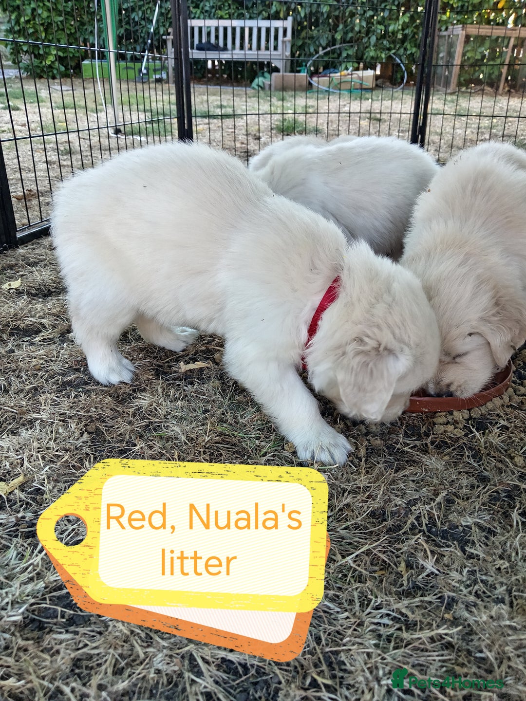 Golden Retriever dogs for sale: 1 beautiful female puppy - Image 5