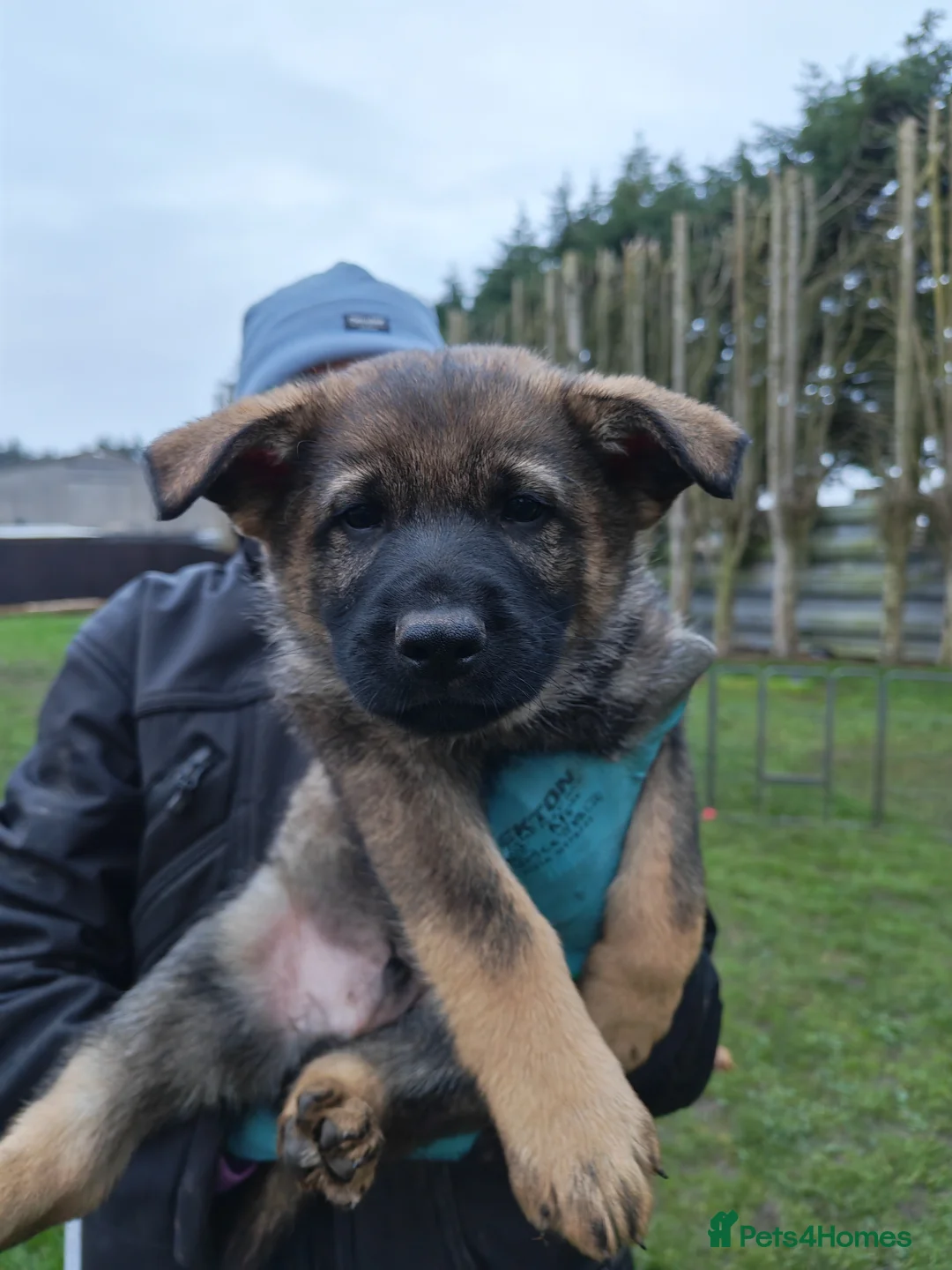 German Shepherd dogs for sale: KC Working Line GSD pups. - Advert 1