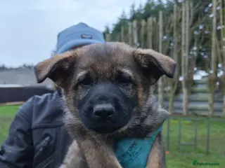 German Shepherd dogs KC Working Line GSD pups. - Advert 6