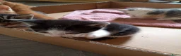 Mixed Breed cats for sale: Adorable beautiful kittens  - Advert 6