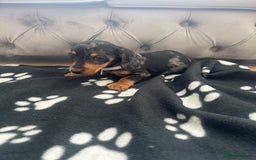 Miniature Dachshund dogs for sale: Miniature dapple dachshund  - Image 11