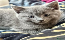 Mixed Breed cats for sale: 3 mixed breed kittens  - Image 7