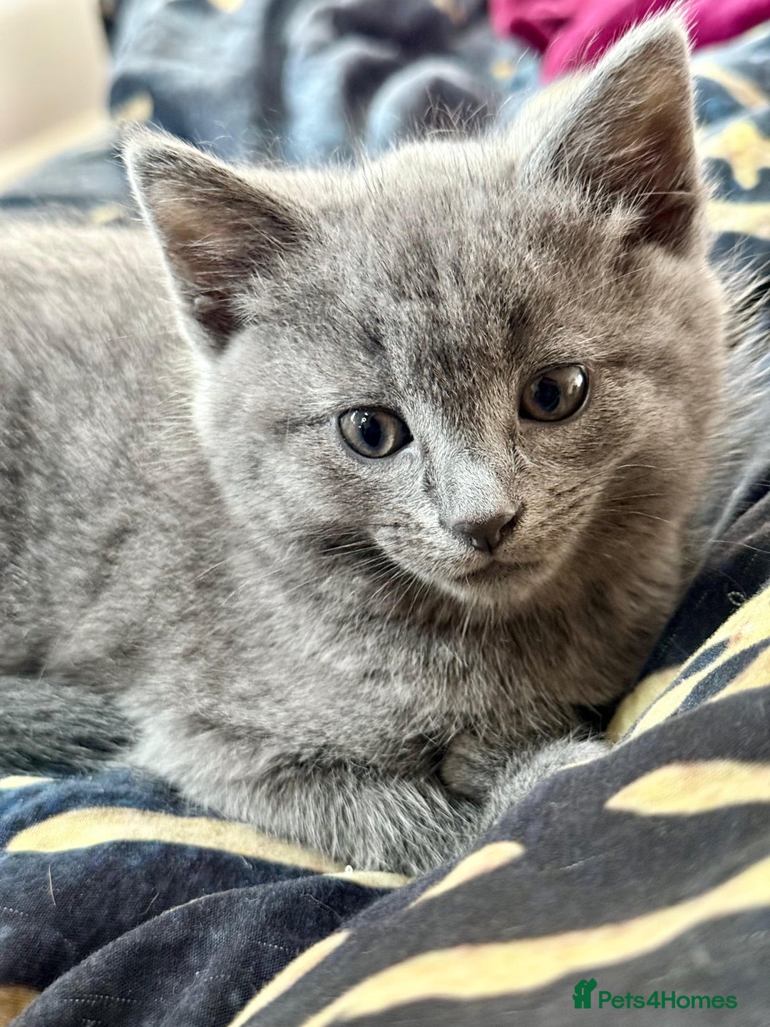 Mixed Breed cats for sale: 3 mixed breed kittens  - Image 7