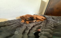 Boxer dogs for sale: 4 beautiful black masked KC Reg Boxer puppies  in Newton Abbot - Image 9