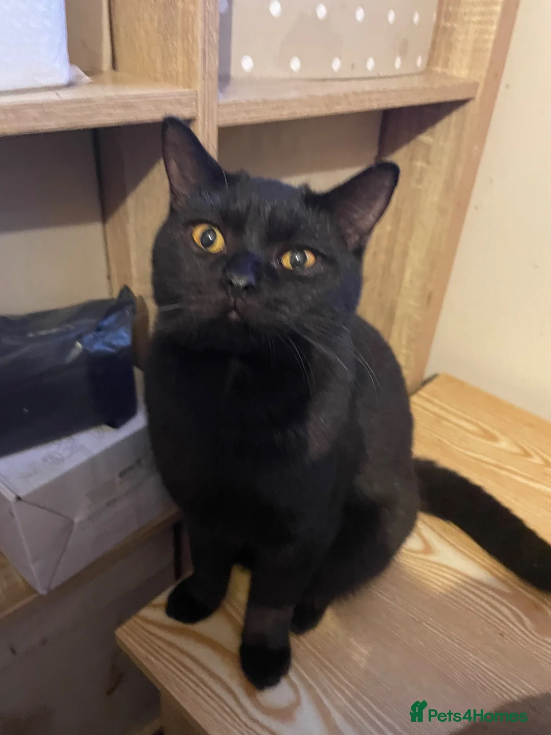 British Shorthair cats for sale: Black young male  - Advert 2