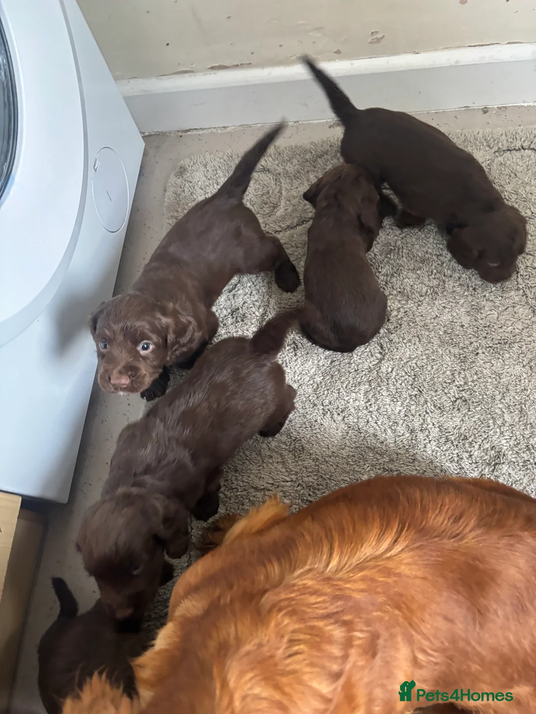 Cocker Spaniel dogs for sale: Cocker spaniel puppies  - Advert 2