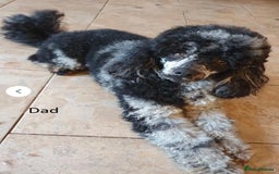 Cockapoo dogs for sale: Stunning Cockapoos - Image 17