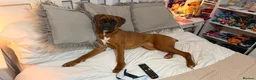 Boxer dogs for sale: Beautiful boxer bitch READ DESCRIPTION CAREFULLY - Advert 2
