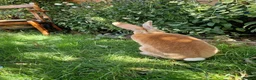 Rex rabbits for sale: Standard rex male  - Advert 6