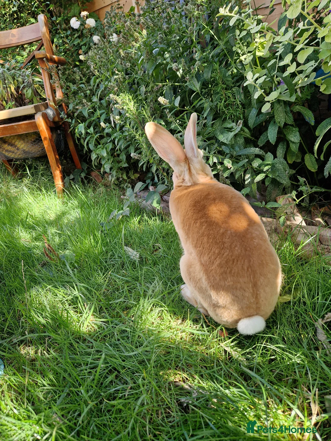 Rex rabbits for sale: Standard rex male  - Advert 6