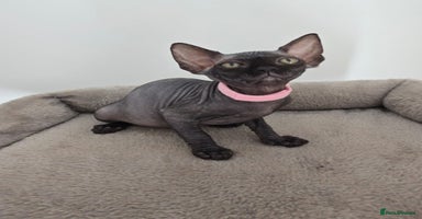 Sphynx cats - Advert 2