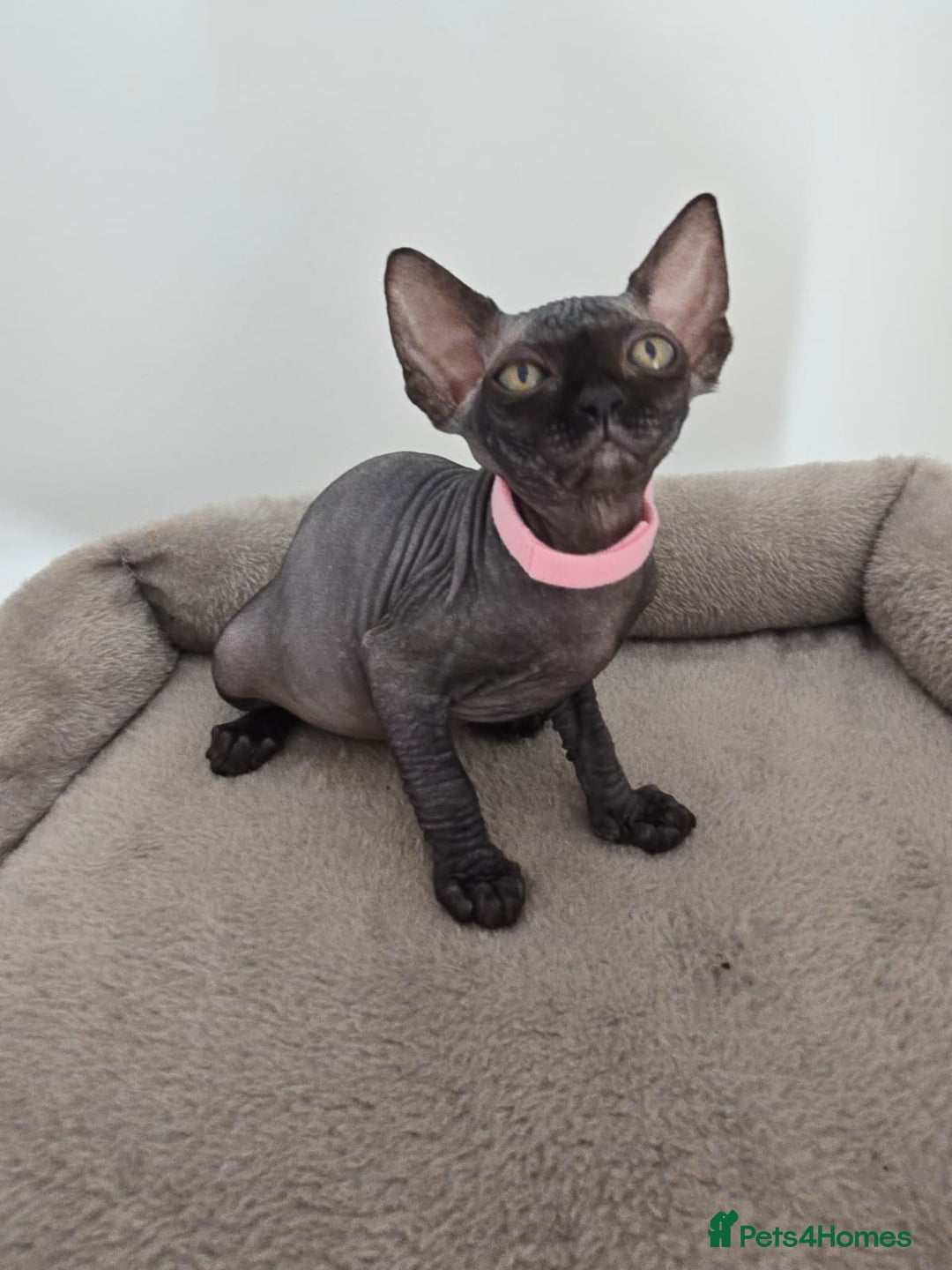 Sphynx cats for sale: TICA registered Canadian sphynx  - Image 2