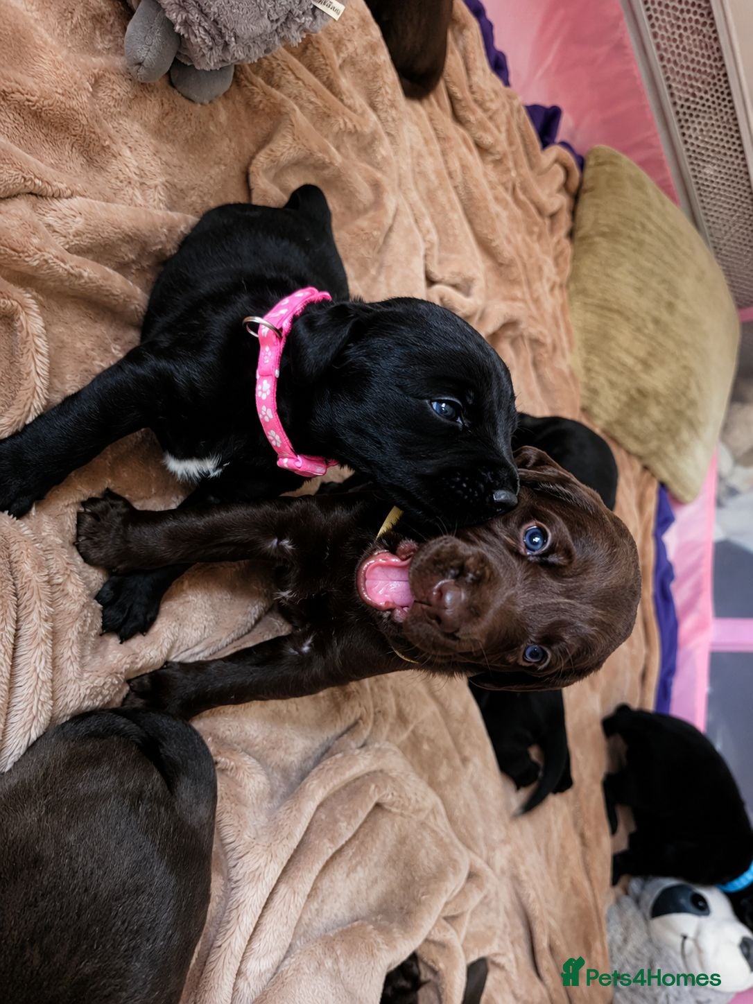 Labradoodle dogs Beautiful Labrador × Labradoodle Puppies  - Advert 1