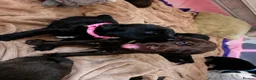 Labradoodle dogs for sale: Beautiful Labrador × Labradoodle Puppies  in Alfreton - Advert 1