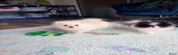 Pomeranian dogs for sale: Party color Pomeranian girl like a panda bear - Advert 4