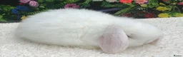 Mini Lop rabbits for sale: Mini lop doe - Advert 3