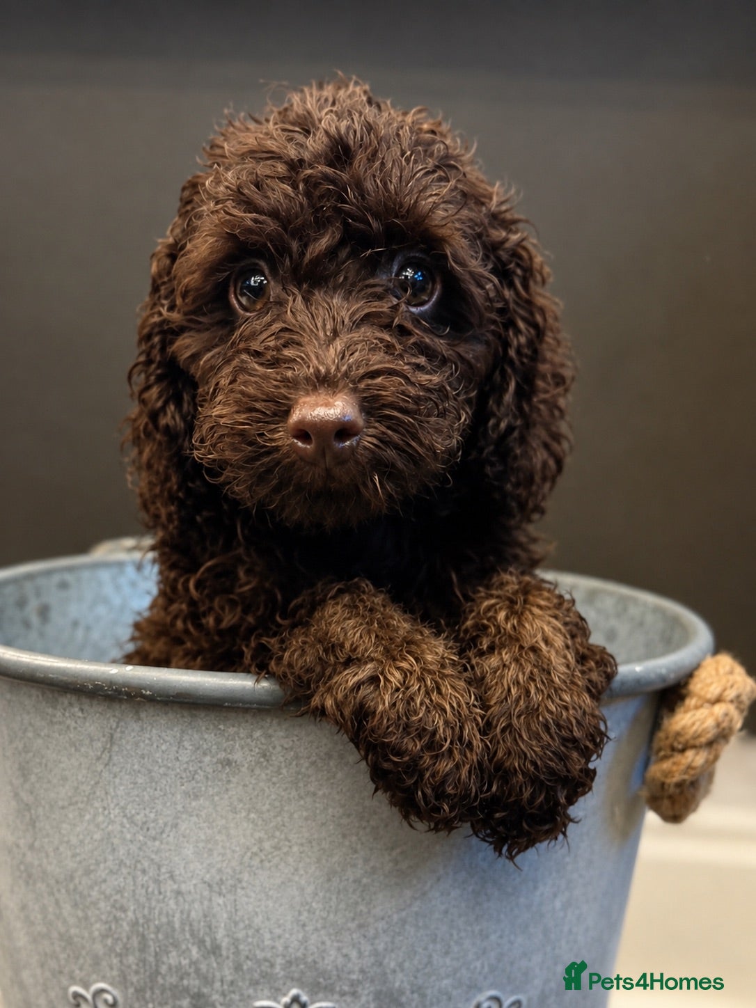 Cockapoo dogs Last Puppy remaining ❤️ f3 cockapoo puppies 🐾 - Advert 13